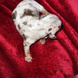 Jolly - Dapple Dachshund puppy in Pilot Rock, Oregon from Austin's Pups