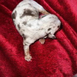 Jolly - Dapple Dachshund puppy in Pilot Rock, Oregon from Austin's Pups