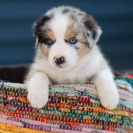 Australian Shepherd Puppies from Hilltop Aussies