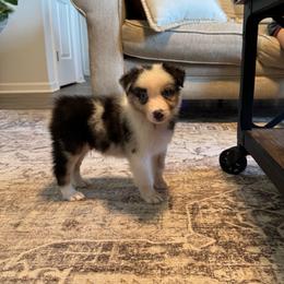 AKC Blue Merle Male - TIM - Blue merle male Australian Shepherd puppy in Ludowici, Georgia from Raven Creek Farms