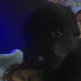 German Shepherds from Pheonix Farm