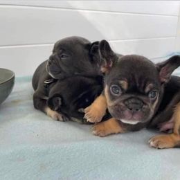 French Bulldog Puppies from Dunromin Farm