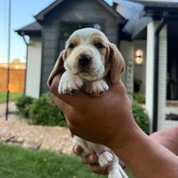 Black collar- Diego - Red and white male Basset Hound puppy in Park City, Kansas from Stegmans Basset Hounds