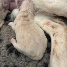 Girl 2 - Golden female Golden Retriever puppy in Menifee, California from The Golden Leash Kennels