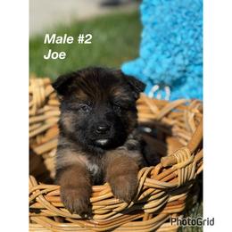 Joe - Black and red male German Shepherd puppy in Hesperia, California from Von Geesa