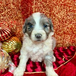 Mable - Blue merle female Aussiedoodle puppy in Marshall, Arkansas from Buffalo River Puppies