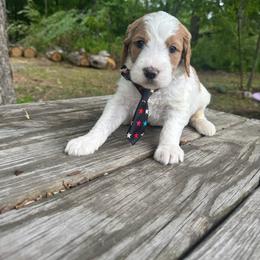 Uri - Parti male Goldendoodle puppy in Camden, North Carolina from Oopsie Doodles of NC