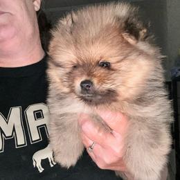 Ozzy - Orange sable male Pomeranian puppy in Zavalla, Texas from Precious Puff Poms
