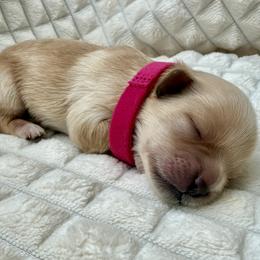 Girl 2 - female Maltipoo puppy in Mesa, Arizona from Marci's Maltipoos