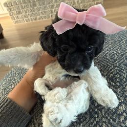 Girl 1 - Black and white female Cavapoo puppy in Mount Pleasant, Texas from Reyna Cavapoos
