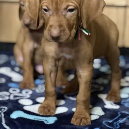 Puppy 2 - Golden rust male Vizsla puppy in Coal Center, Pennsylvania from Waymaker Vizslas