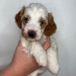 Girl 3 - Red female Bernedoodle puppy in Surprise, Arizona from Huckleberry Doodles