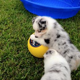 Australian Shepherd Puppies from Sandollar Aussies