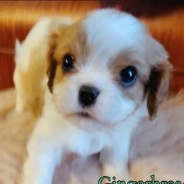 Gingerbread - Blenheim male Cavalier King Charles Spaniel puppy in Rockville, Maryland from Skais the Limit Cavaliers