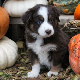 Boy 1 - Miniature Australian Shepherd puppy in Oshoto, Wyoming from Way Out West Toy & Mini Aussies