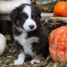 Boy 1 - Miniature Australian Shepherd puppy in Oshoto, Wyoming from Way Out West Toy & Mini Aussies