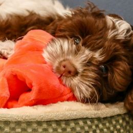 Cockapoo Puppies from Benji’s Cockapoos