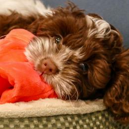 Cockapoo Puppies from Benji’s Cockapoos