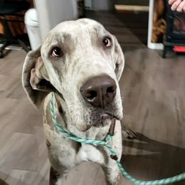 Great Dane All Grown Up from Johnson's Great Danes