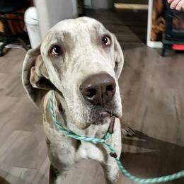 Great Dane All Grown Up from Johnson's Great Danes