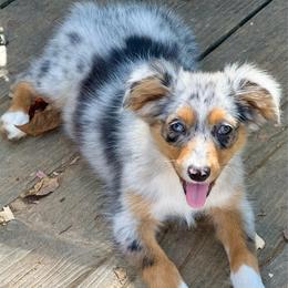Aurora - Blue merle female Miniature Australian Shepherd puppy in Patterson, North Carolina from DreamLine Aussies
