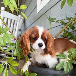Bernie - Blenheim male Cavalier King Charles Spaniel puppy in Temecula, California from Diamond Cavaliers