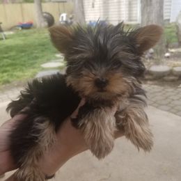 Yorkshire Terriers from Kevin Bond's Yorkshire Terriers