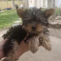 Yorkshire Terriers from Kevin Bond's Yorkshire Terriers