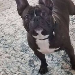 Legend - French Bulldog