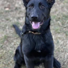 French Bulldogs and German Shepherds from K94ULLC