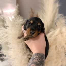 Noelle - Black and tan female Dachshund puppy in Kingston, Michigan from Teenie Little Hearts