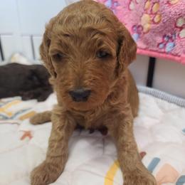 Red  Collar - Red  female Poodle puppy in Colorado Springs, Colorado from Silly's Standard Poodles