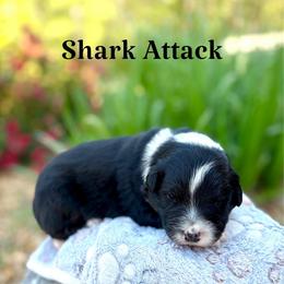 Shark Attack - Black tri-color male Australian Shepherd puppy in Jena, Louisiana from Diamond 5 Aussies