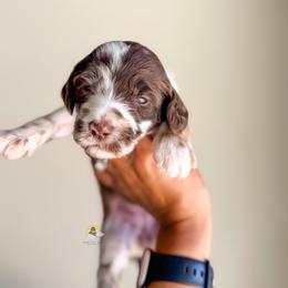 Rory - Merle female Goldendoodle puppy in Dallas County, Texas from Dream A Little Doodle