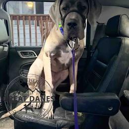Thor - Fawn male Great Dane puppy in Sac City, Iowa from Northern Great Danes of Colorado & Iowa