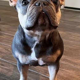 French Bulldogs from Poshbullies