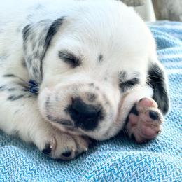 Blue Male - White and black male Dalmatian puppy in Westhoff, Texas from Smart Dalmatians (LUA/HUA)