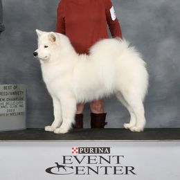 Maeve - Samoyed