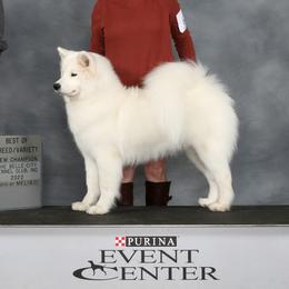 Maeve - Samoyed