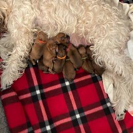 Girl 3 - Wheaten female Soft Coated Wheaten Terrier puppy in Las Vegas, Nevada from Wheaten Gems