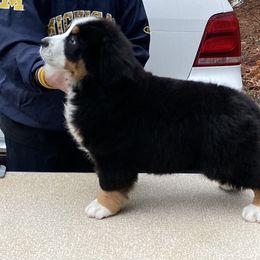 Bernese Mountain Dog Puppies from Blakener’s Bernese mountain dogs
