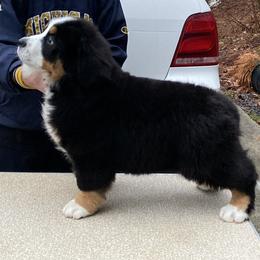 Bernese Mountain Dog Puppies from Blakener’s Bernese mountain dogs