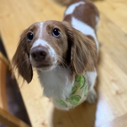Daphne Cherished Jordan - Dachshund