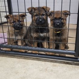 German Shepherd Puppies from BOCCI Shepherds
