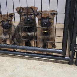 German Shepherd Puppies from BOCCI Shepherds