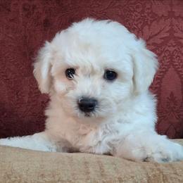 Abel - White male Bichon Frise puppy in Wesley Chapel, Florida from Adorable Bichon