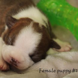 Girl 2 - Boston Terrier puppy from Jeanne Campbell