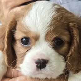 Cavalier King Charles Spaniels from Oxford Cavaliers