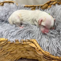 Duke - Caramel ice male Australian Labradoodle puppy in Avon, Indiana from Forever Friends Labradoodles