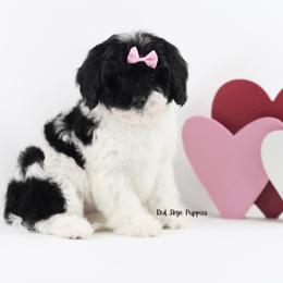 Belle (Pink Collar Girl) - Black and white female Cavapoo puppy in Republic, Missouri from Red Skye Puppies